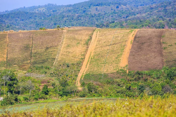 Lahana Tarım Arazileri Kurak Sezon Hill Tayland Yayla Tarım Yamacında — Stok fotoğraf