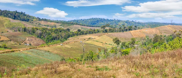 Vista Panoramica Terreni Agricoli Cavolo Piccole Baracche Sul Pendio Della — Foto Stock