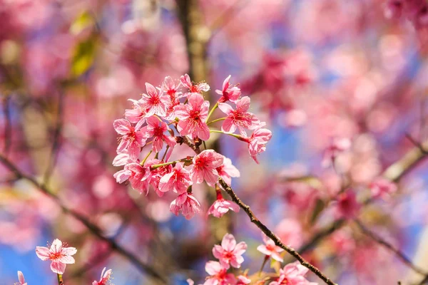 Wild Himalayan Cherry Prunus Cerasoides Blossom Blue Sky Ban Rong — Stock Photo, Image