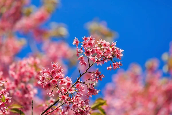 Ban Rong Kla mavi gökyüzüne Pitsanulok ili, Tayland karşı vahşi Himalaya kiraz (Prunus cerasoides) çiçeği