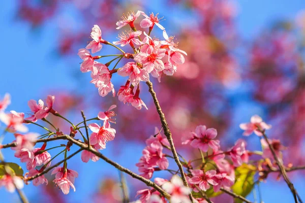 Wild Himalayan Cherry Prunus Cerasoides Blossom Blue Sky Ban Rong — Stock Photo, Image