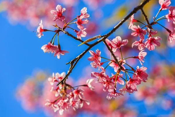 Ban Rong Kla mavi gökyüzüne Pitsanulok ili, Tayland karşı vahşi Himalaya kiraz (Prunus cerasoides) çiçeği