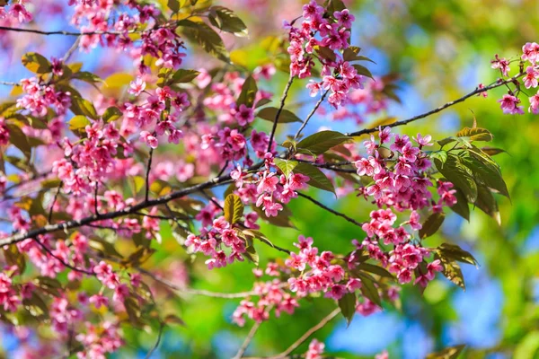 Vahşi Himalaya kiraz (Prunus cerasoides) çiçeği, Ban Rong Kla Pitsanulok ili, Tayland