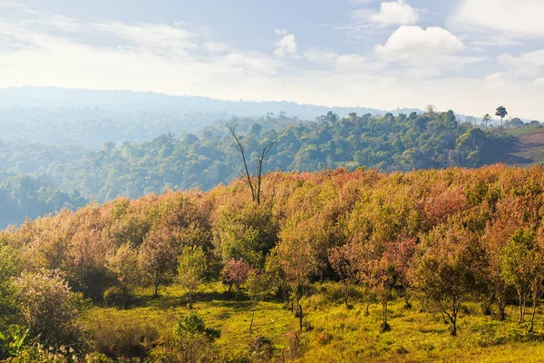 Ekili Arazi Vahşi Himalaya Kiraz Prunus Cerasoides Çiçeği Ağaçta Hill — Stok fotoğraf