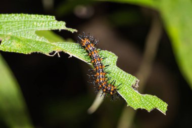 Onun ana bitki yaprak üzerinde sarı coster (Acraea issoria) caterpillar, yakın çekim
