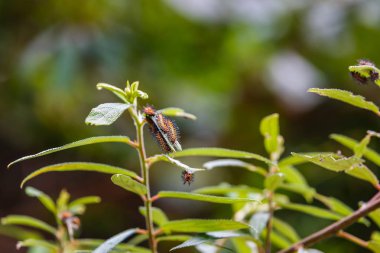 Grubu oluşturan sarı coster (Acraea issoria) tırtıllar turuncu vahşi Rhea(Debregeasia longifolia) üzerinde doğa, sığ Dof atış bırakır.