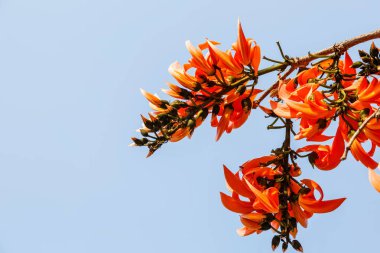 Çiçek açan piç tik (Butea monosperma) veya açık mavi gökyüzü alev orman çiçekler