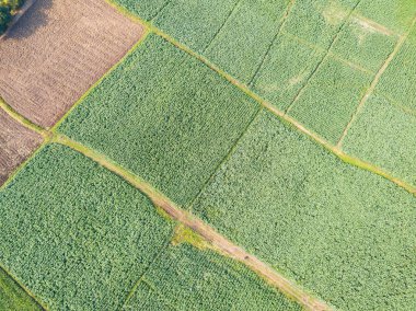 Aerial view from camera drone of Common Tobacco (Nicotiana tabacum) plantation in Phetchabun province, Thailand clipart