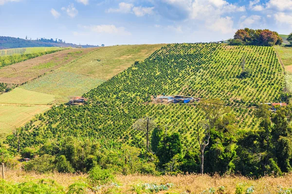 Coffee plantation on hill slope at Ban Rong Kla, Phitsanulok province, highland agriculture in Thailand