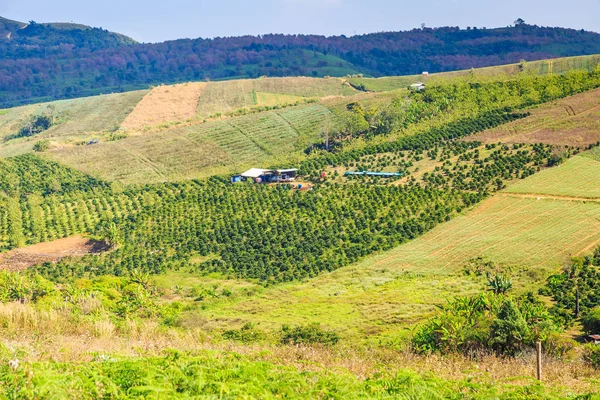 Plantación Café Ladera Colina Ban Rong Kla Provincia Phitsanulok Agricultura — Foto de Stock