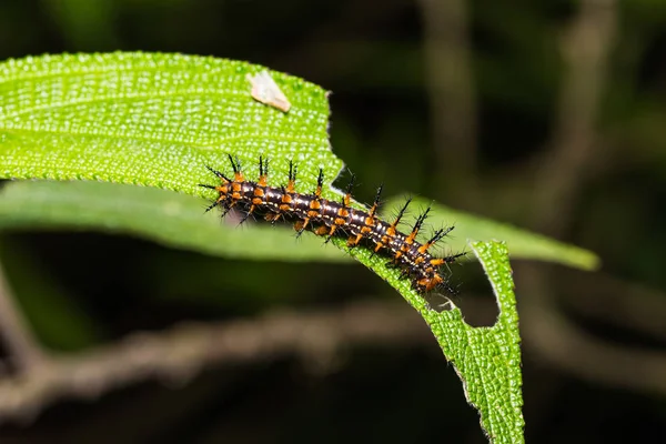 Zbliżenie Żółty Coster Caterpillar Acraea Issoria Jego Liść Roślina Hosta — Zdjęcie stockowe