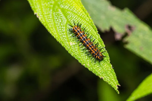 そのホスト植物の葉に黄色のコスター Acraea Issoria キャタピラーのクローズ アップ — ストック写真