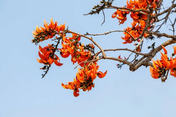 Blommande Bastard Teak Butea Monosperma Eller Flame Den Forest Blommor — Stockfoto