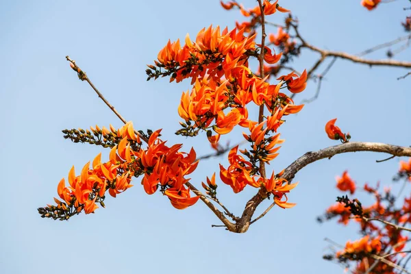 Blommande Bastard Teak Butea Monosperma Eller Flame Den Forest Blommor — Stockfoto