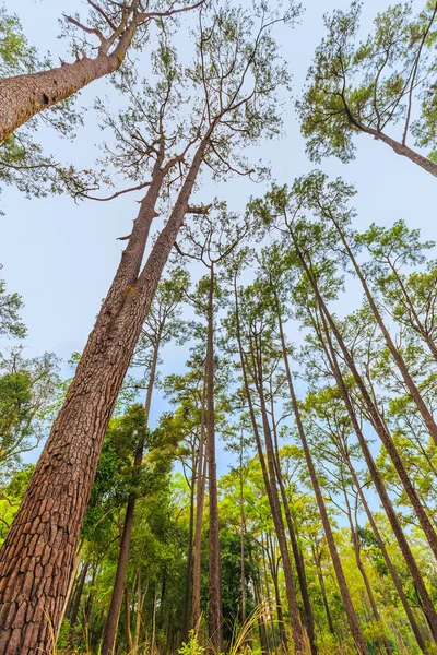 Широкоугольный Вид Муравья Червяка Высоты Вечнозеленый Лес Тунг Салаенг Луанг — стоковое фото