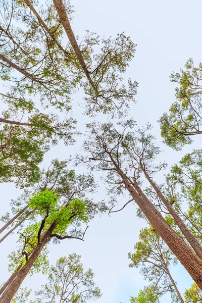Широкоугольный Вид Муравья Червяка Высоты Вечнозеленый Лес Тунг Салаенг Луанг — стоковое фото