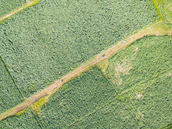 Vista Aérea Desde Dron Cámara Plantación Common Tobacco Nicotiana Tabacum —  Fotos de Stock