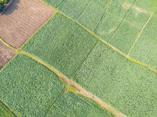 Vista Aérea Desde Dron Cámara Plantación Common Tobacco Nicotiana Tabacum —  Fotos de Stock