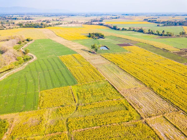 Flygfoto Från Kameran Surret Gula Sunn Hampa Crotalaria Juncea Fältet — Stockfoto