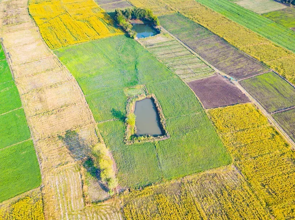 Vista Aérea Desde Dron Cámara Del Campo Amarillo Sunn Hemp —  Fotos de Stock