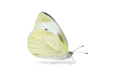 Küçük lahana beyaz (Pieris rapae) kelebek, kırpma yolu ile beyaz arka plan üzerinde izole kapatmak