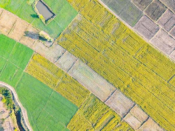 Vista Aérea Desde Dron Cámara Del Campo Amarillo Sunn Hemp —  Fotos de Stock