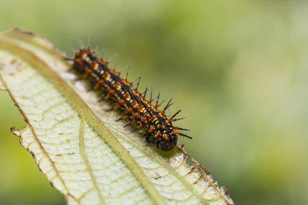 Närbild Gula Coster Acraea Issoria Larv Dess Värd Växters Blad — Stockfoto