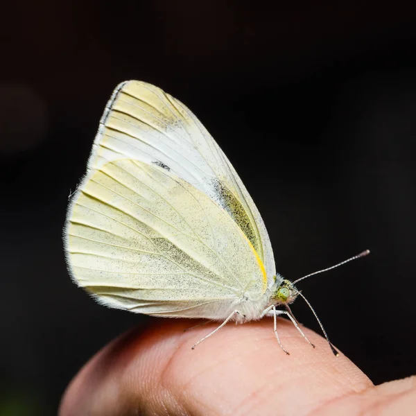 Zbliżenie Małych Białej Kapusty Pieris Rapae Motyl — Zdjęcie stockowe