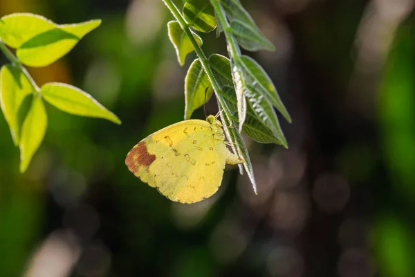 Primer Plano Mariposa Hembra Tres Manchas Hierba Amarilla Eurema Blanda —  Fotos de Stock