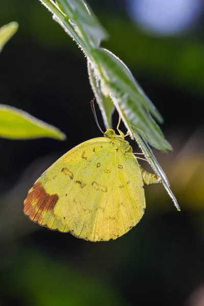 Primer Plano Mariposa Hembra Tres Manchas Hierba Amarilla Eurema Blanda —  Fotos de Stock
