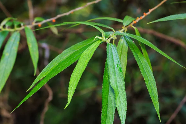Close Orange Wild Rhea Debregeasia Longifolia Leaves — Stock Photo, Image