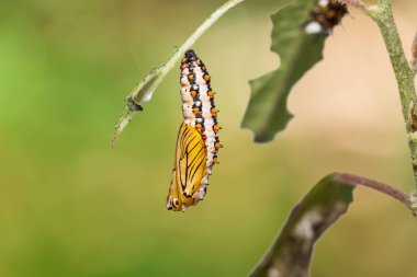 Sarı coster (Acraea issoria) pupa doğada turuncu vahşi Rhea(Debregeasia longifolia) yaprak üzerinde yakın çekim