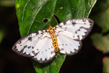 Abraxas sp. (Magpie) güve doğada, dorsal görünümü yeşil yaprak üzerinde tıraşlama yakın çekim