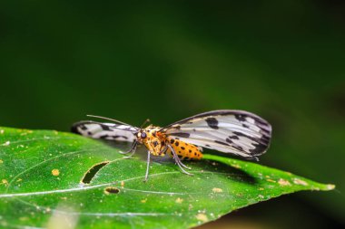 Abraxas sp. (Magpie) güve doğada, onun yüzünde odaklanarak yeşil yaprak üzerinde tıraşlama yakın çekim