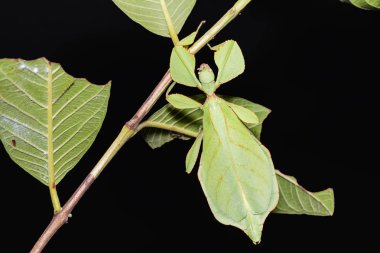 Close up of female leaf insect (Phyllium westwoodi) on its host plant, dorsal view clipart