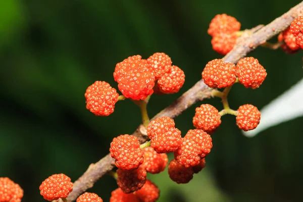 Nahaufnahme Von Orangefarbenen Früchten Der Wildrhoe Debregeasia Longifolia — Stockfoto