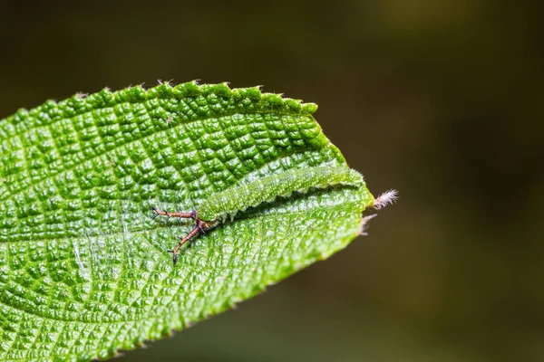 Close Jovem Tabby Pseudergolis Wedah Lagarta Borboleta Sua Folha Planta — Fotografia de Stock