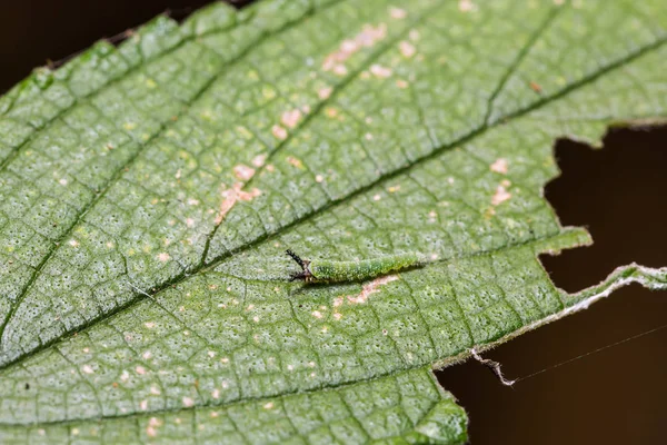 Nahaufnahme Einer Jungen Tabby Schmetterlingsraupe Pseudergolis Wedah Auf Ihrem Wirtspflanzenblatt — Stockfoto