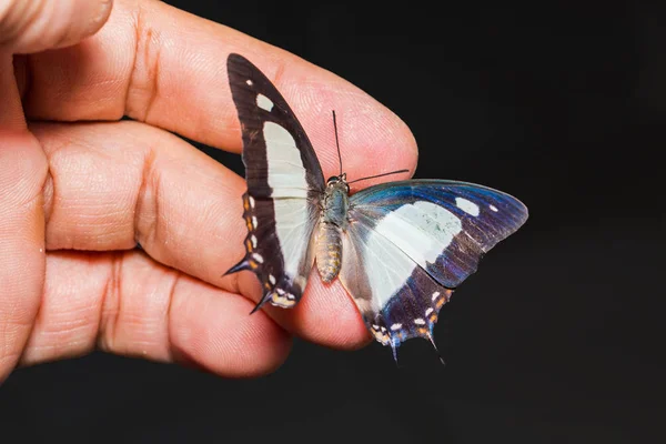 Zbliżenie Wspólne Nawab Zdjęcie Polyura Boecji Motyl Ludzką Ręką Grzbietowej — Zdjęcie stockowe