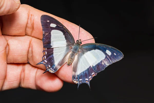 Zbliżenie Wspólne Nawab Zdjęcie Polyura Boecji Motyl Ludzką Ręką Grzbietowej — Zdjęcie stockowe