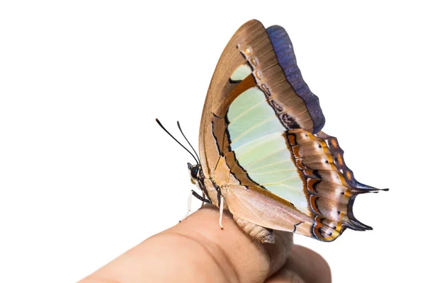 Close Common Nawab Polyura Athamas Butterfly Human Finger Lateral View — Stock Photo, Image