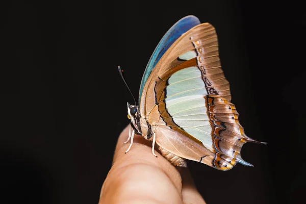 人手指上常见的 Nawab Polyura Athamas 蝴蝶的闭合 — 图库照片