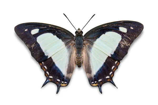 Gros Plan Papillon Nawab Commun Polyura Athamas Isolé Sur Fond — Photo