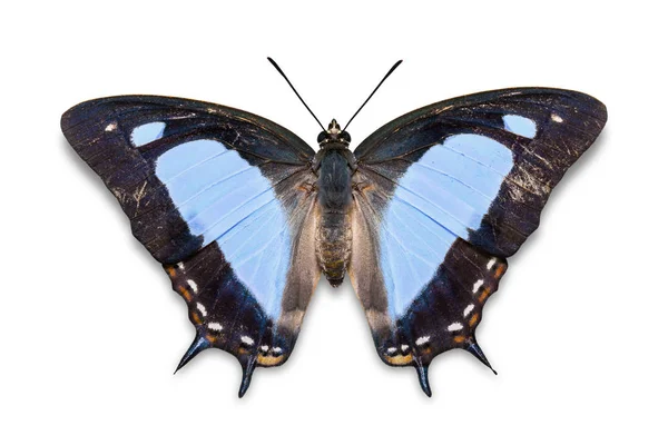 Gros Plan Papillon Nawab Commun Polyura Athamas Couleur Bleue Isolé — Photo