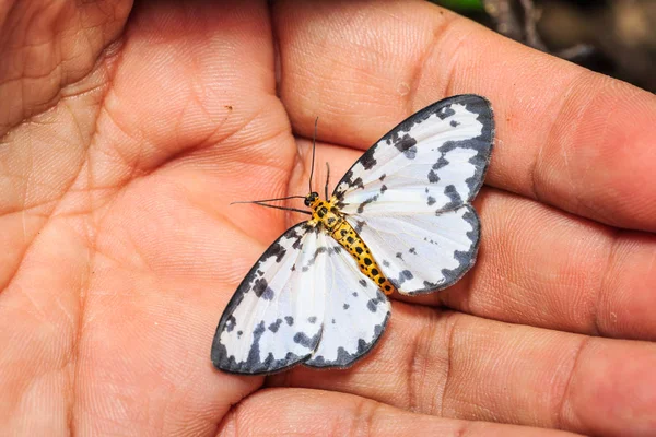 Close Abraxas Magpie Moth Perching Human Hand Dorsal View — Stock Photo, Image