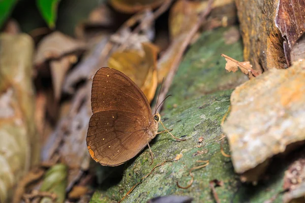 森の中の一般的な牧神 Faunis Canens 蝶のクローズ アップ — ストック写真