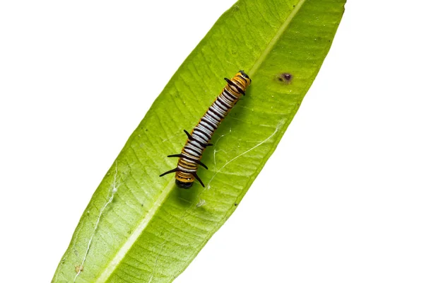 Close Early Instar Common Crow Euploea Core Lagarta Sua Folha — Fotografia de Stock