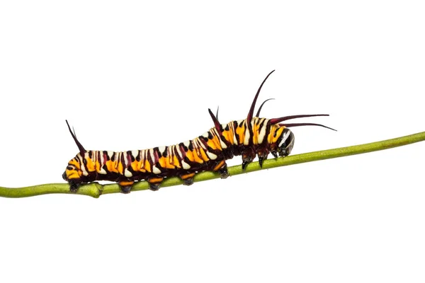 Close Common Crow Euploea Core Caterpillar Its Host Plant Stem — 스톡 사진