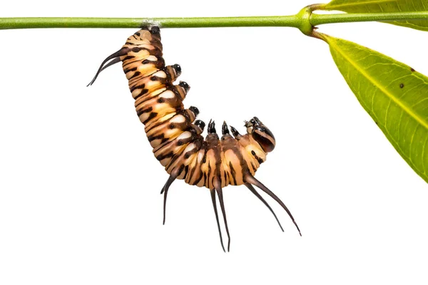 Close Van Gemeenschappelijke Crow Euploea Kern Caterpillar Opknoping Zelf Voor — Stockfoto