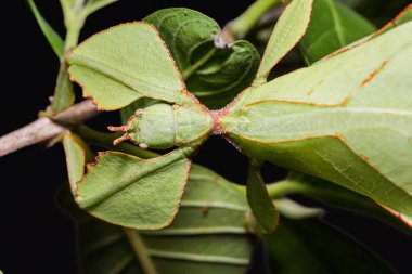 Yaprak böcek (Phyllium westwoodi), baş, sırt görünümü odaklanarak onun ana bitki üzerinde Kapat